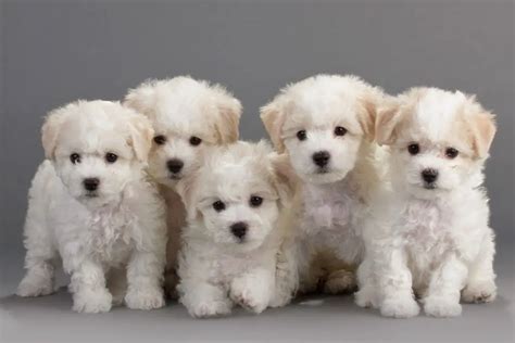 pictures of bichon puppies.